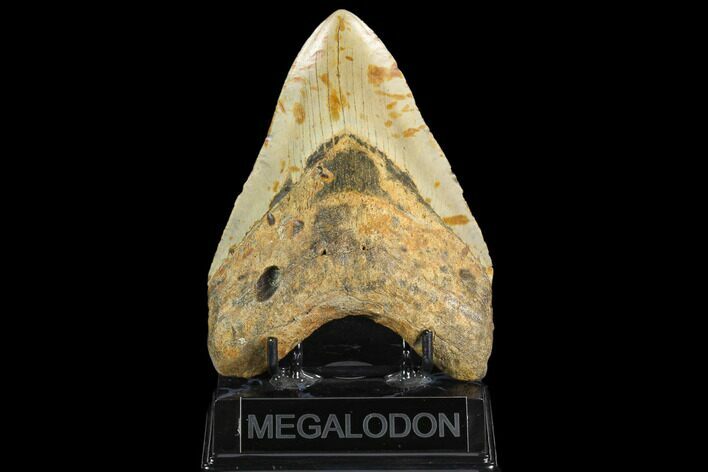 Huge, Fossil Megalodon Tooth - North Carolina #124951